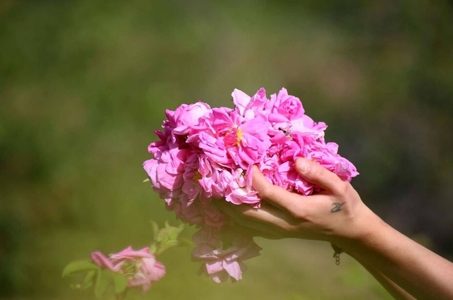 Işıklı Göl - Isparta - Gül Hasadı Turu ( Günübirlik )