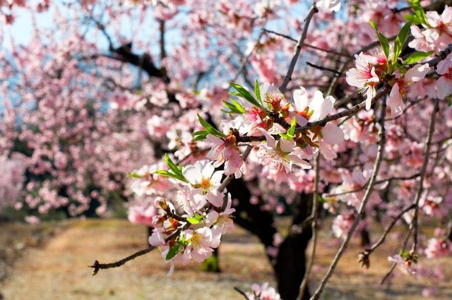 DATÇA BADEM ÇİÇEĞİ FESTİVAL TURU